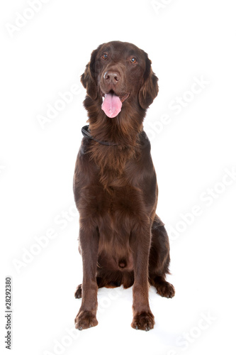 Fototapeta Naklejka Na Ścianę i Meble -  Brown Flatcoated retriever dog