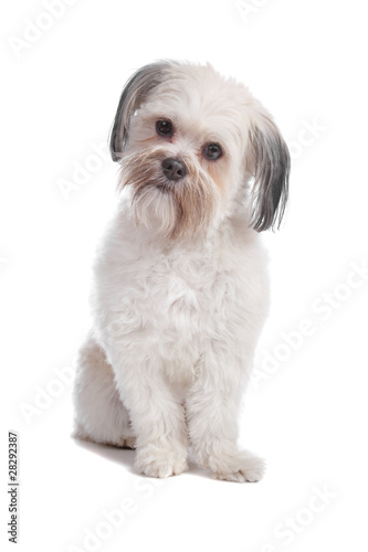Fototapeta Naklejka Na Ścianę i Meble -  Mixed breed boomer dog