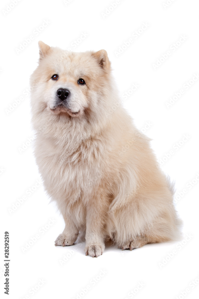 Mix Chow-Chow and Samoyed