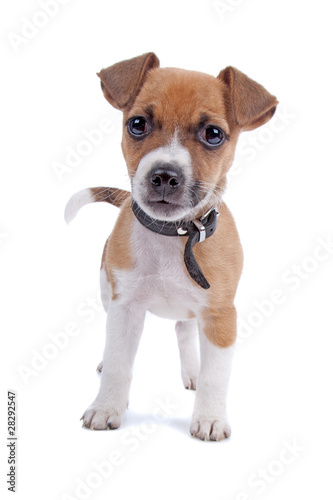 Jack Russel Terrier puppy  isolated on a white background