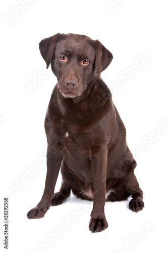 Chocolate Labrador retriever dog