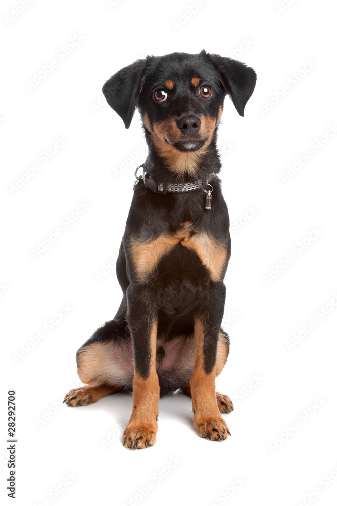 Mixed breed puppy Mixed breed puppy