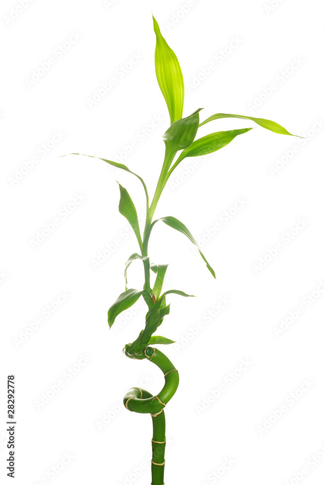 green bamboo green bamboo