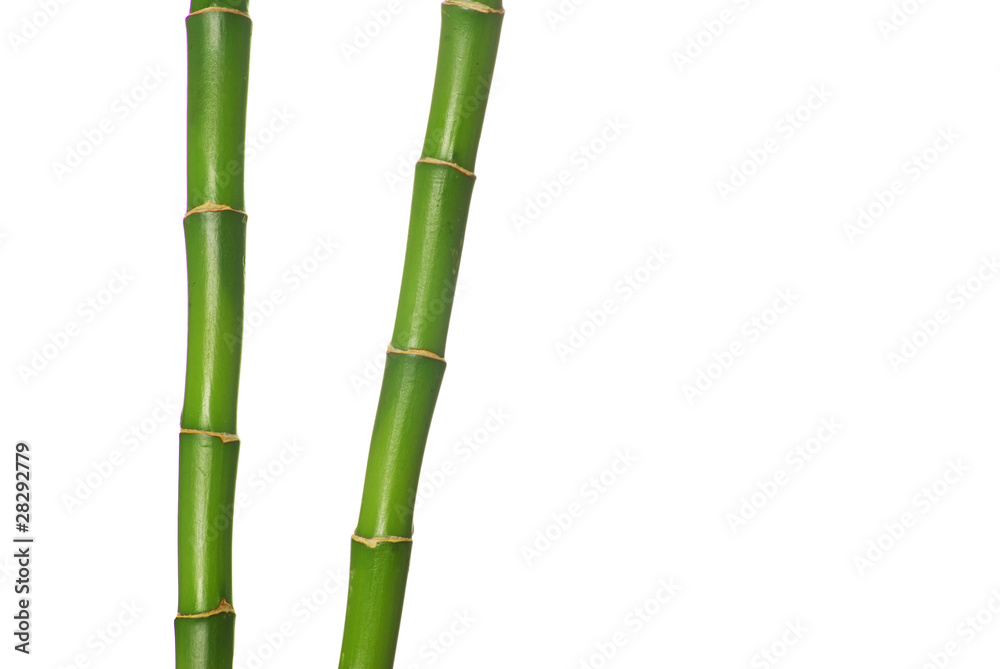 Obraz premium green bamboo