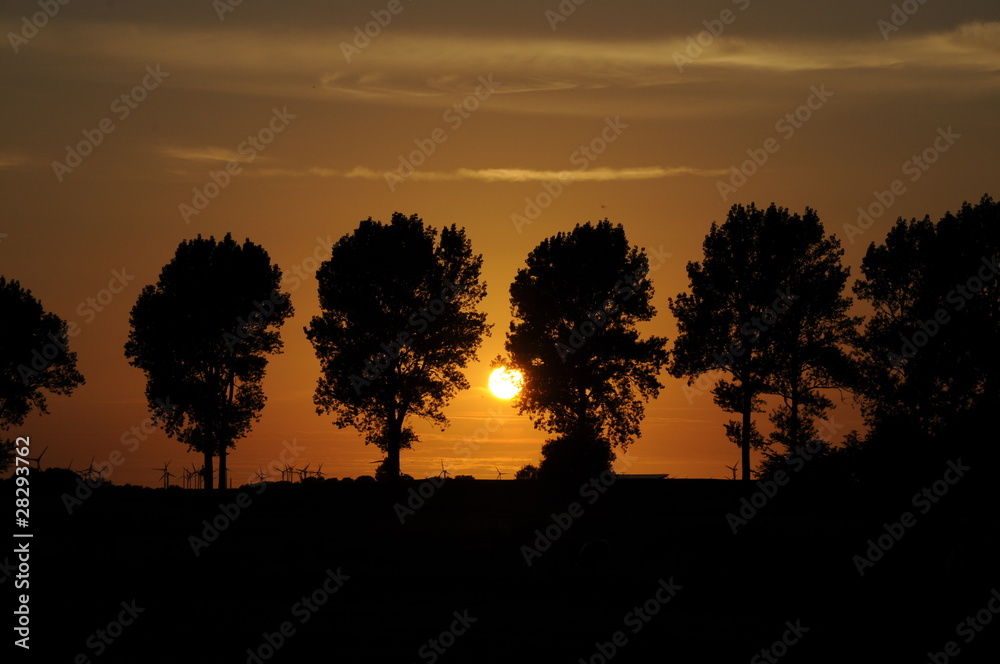 Baumreihe bei Sonnenuntergang