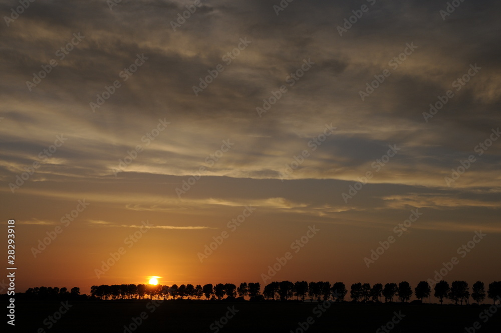 Baumreihe bei Sonnenuntergang