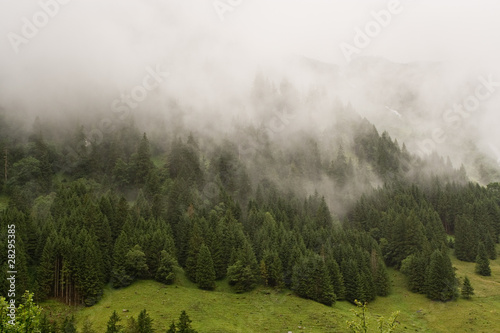 Misty, Foggy Mountain Forest, Austria