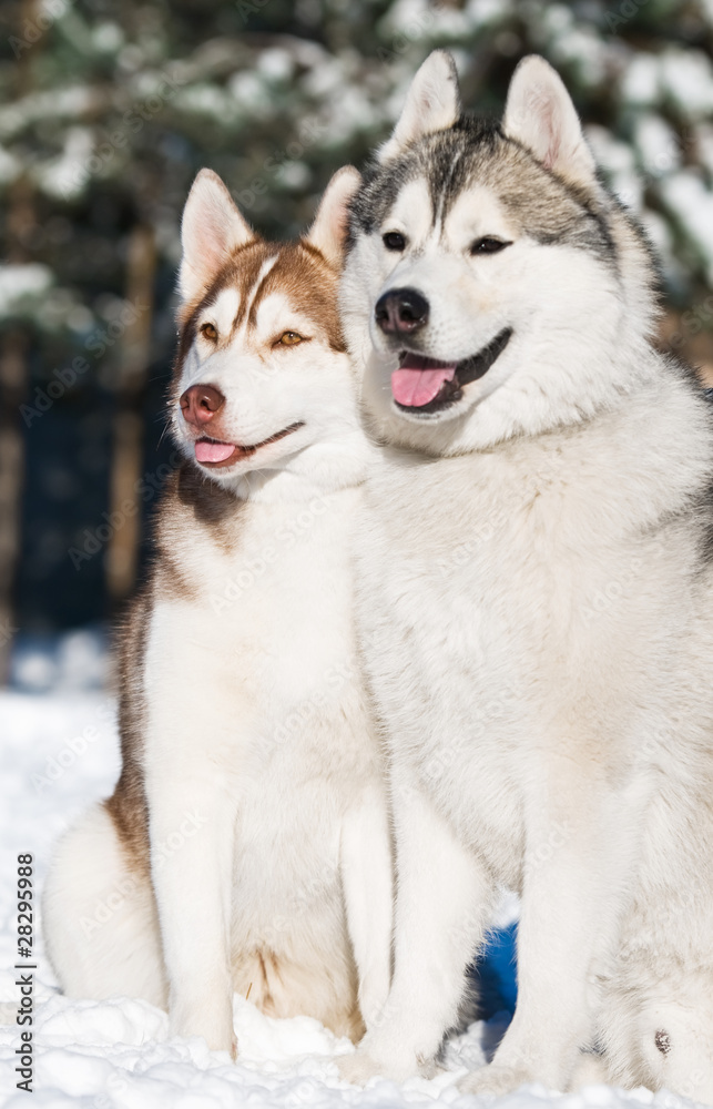 pair of siberian husky at winter