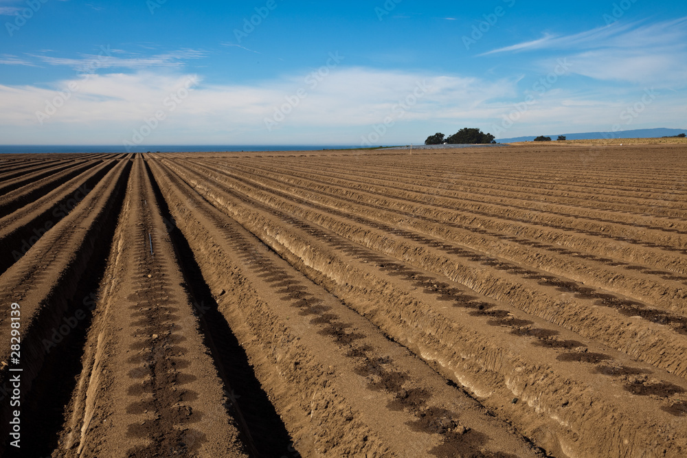 Agricultural field is ready for planting lettuce