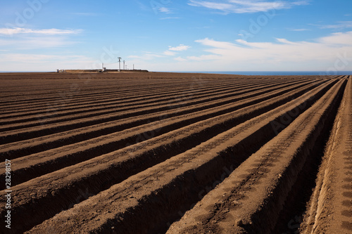 Wallpaper Mural Agricultural field is ready for planting lettuce Torontodigital.ca