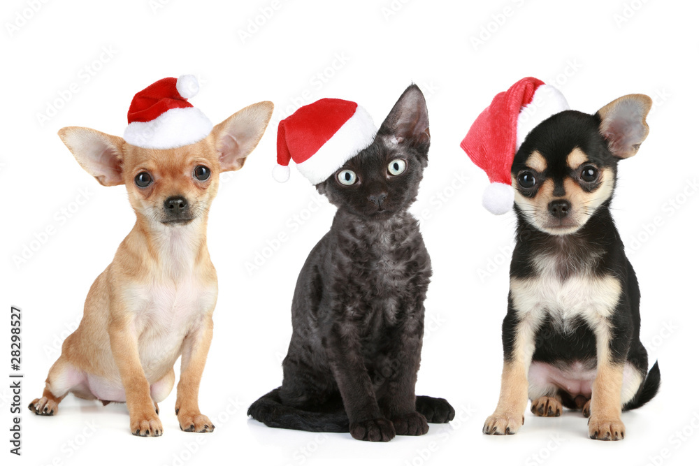 Three friends in Santa caps Three friends in Santa caps