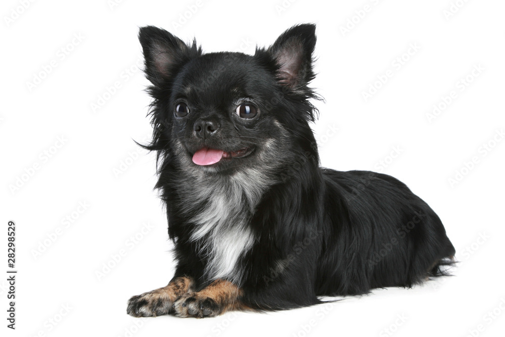 Obraz premium Long-haired chihuahua dog on a white background