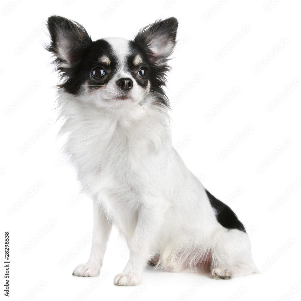 Long-haired chihuahua dog sitting on a white background
