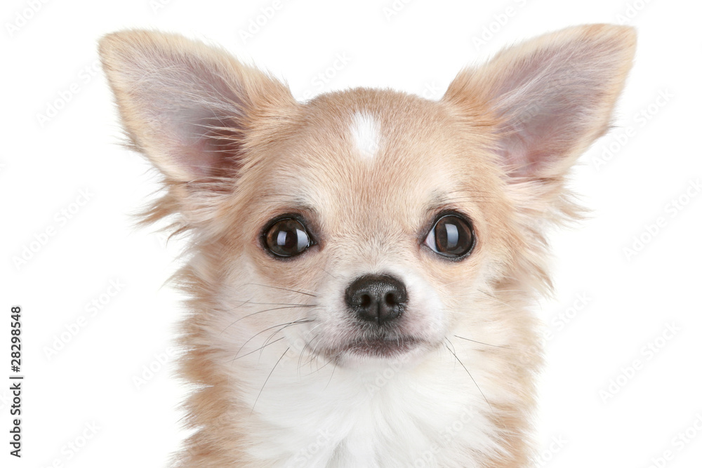 Chihuahua puppy close-up portrait