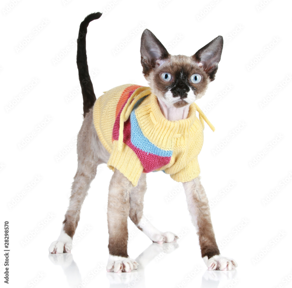 Obraz premium Cat breed Devon-rex in a sweater