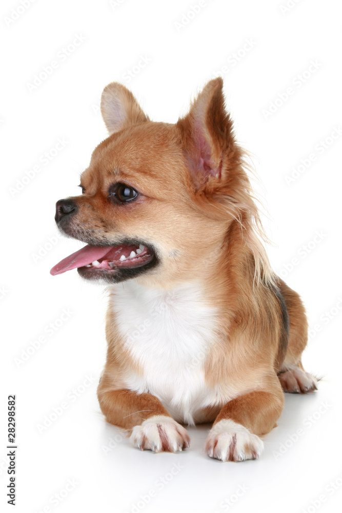 Brown long-haired chihuahua puppy Brown long-haired chihuahua puppy