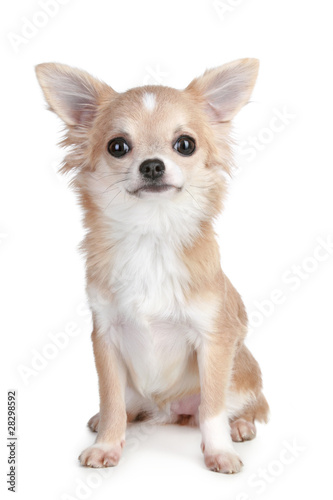 Chihuahua puppy sitting on a white background © jagodka