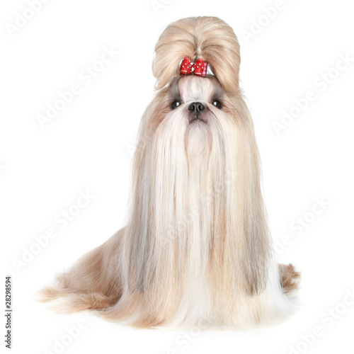 Dog of breed shih-tzu on white background photo