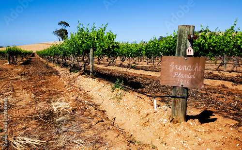 Barossa Valley Vineyard photo