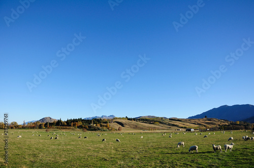pasture for sheep © litn