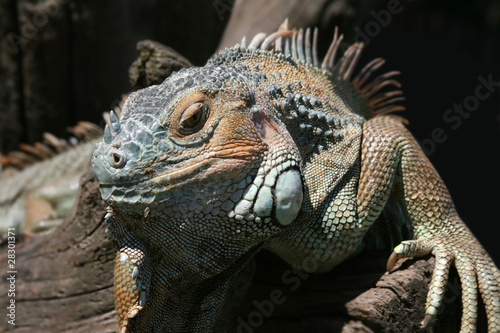 lizard © digitalmagus