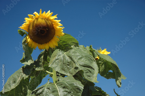 Sonnenblume