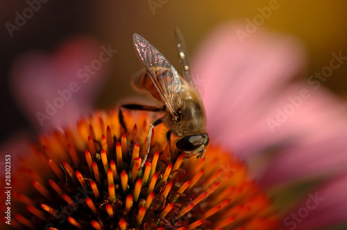 Biene auf Blüte
