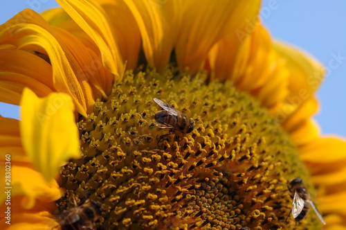 Biene auf Blüte