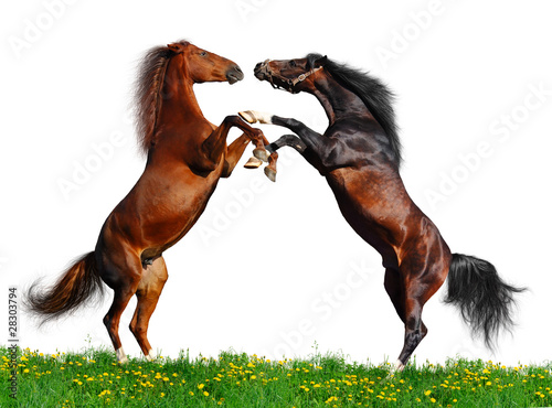 Battle of horses on green field