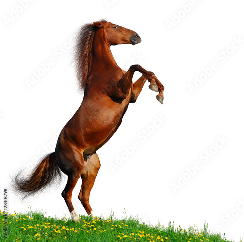 Sorrel horse rear