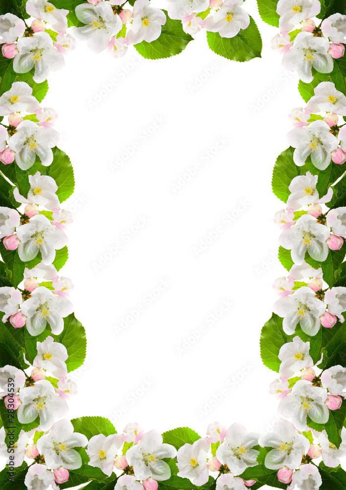 Frame from flowers of apple Frame from flowers of apple