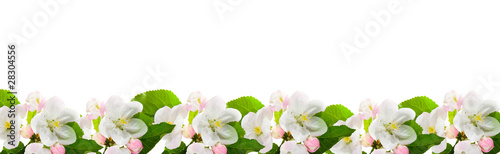 Wallpaper Mural Border from flowers of apple Torontodigital.ca