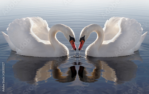Fototapeta Naklejka Na Ścianę i Meble -  Swan`s heart.