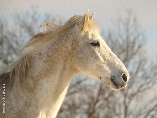 Stolzes Pferd in Wintersonne © Nadine Haase