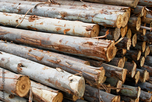 pile of wood in logs storage closeup
