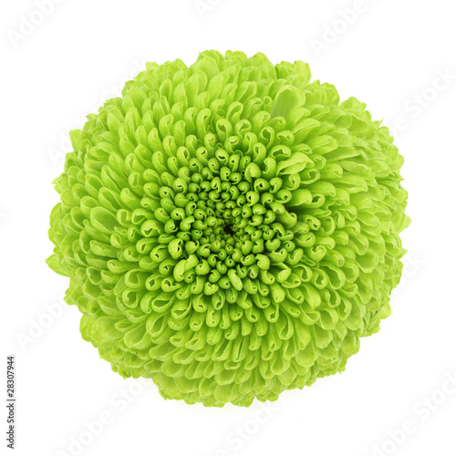 Fototapeta Naklejka Na Ścianę i Meble -  Chrysanthemum
