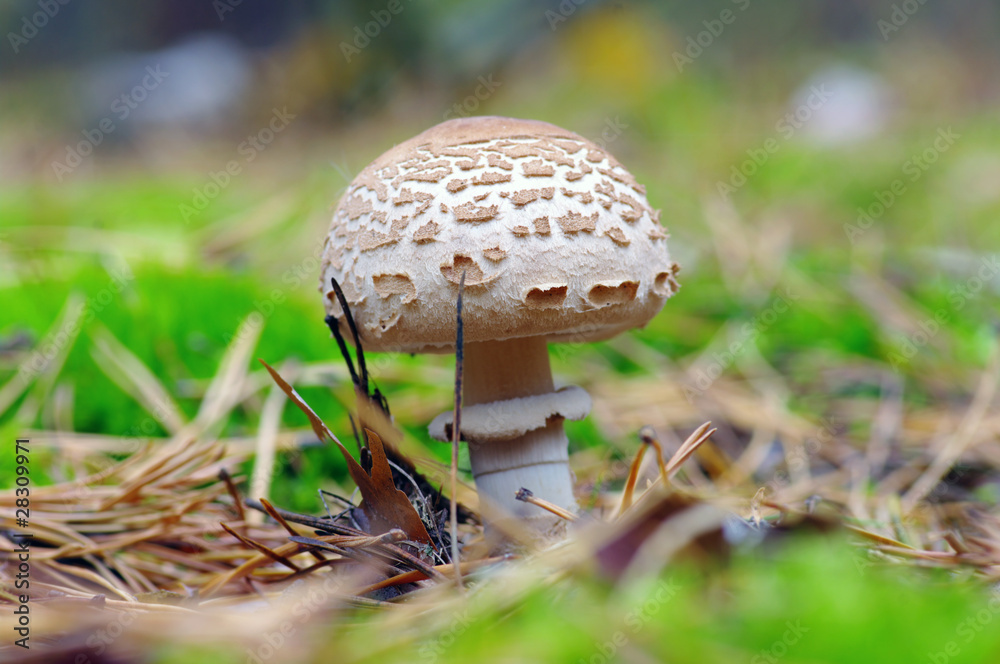 mushroom growing in the forest
