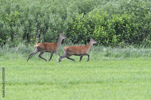 Female red deer with young stag