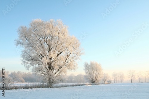 Winter trees covered with frost against a blue sky at dawn