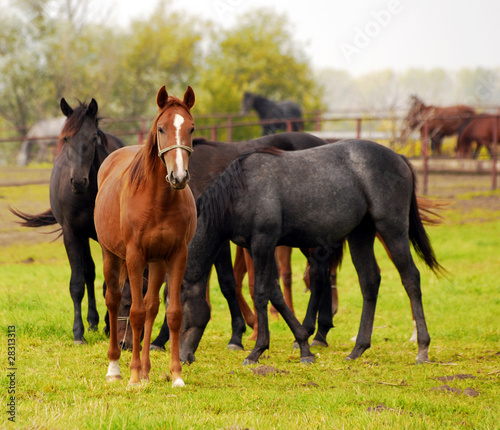 herd of horses in pasture