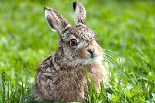 Llittle hare
