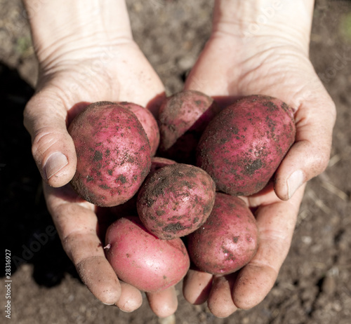 Freshly Dug Potatoes