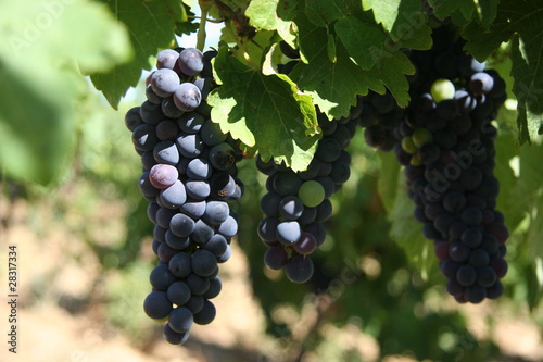 raisin en aout, dans l'aude