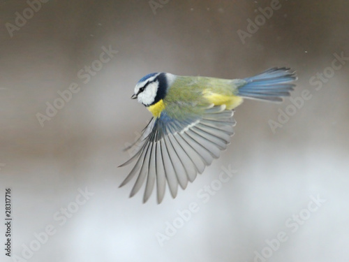 Blue Tit flying over snow background © Victor Tyakht