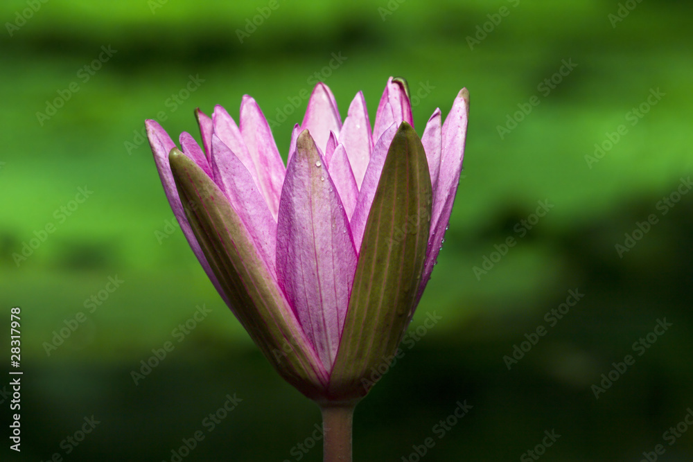 Fototapeta premium Australian water lily flowering