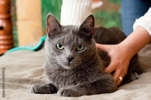 Crey cat