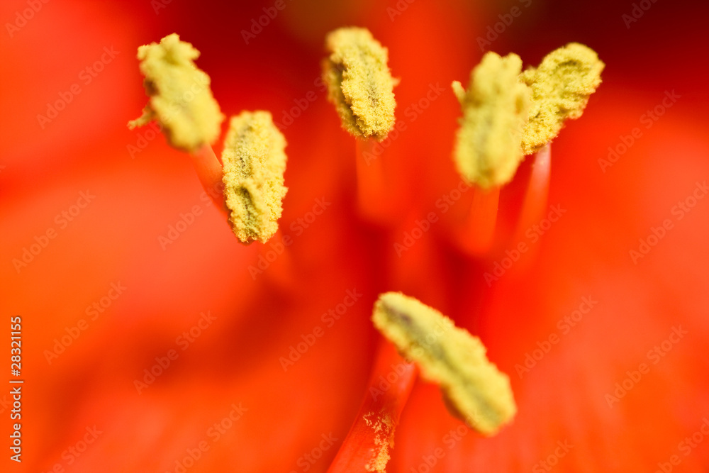Red flower stamen macro Red flower stamen macro