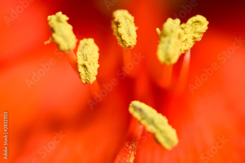 Bilde på lerret Red flower stamen macro