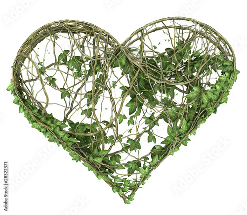 Ivy nature heart photo