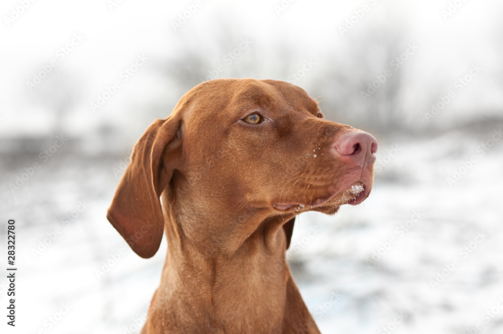 Close-up Portrait of a Vizsla Dog in Winter